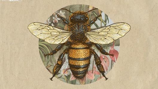 Plant-bijennetwerken in kaart brengen